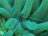 Curacao 04-12 048
